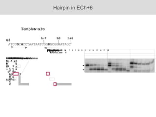 Template  G3S Hairpin in ECh+6 G3 ATCC G C A CCTAATAATCGG U GCGGAATAGC h0 h+6 h-7 