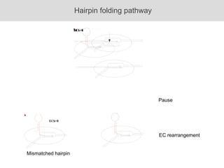 Hairpin folding pathway Pause  EC rearrangement Mismatched hairpin ECh+8 