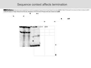 Sequence context affects termination 