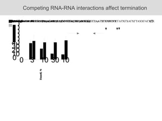 Competing RNA-RNA interactions affect termination 