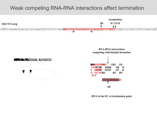 RNA-RNA interactions  competing with hairpin formation  Weak competing RNA-RNA interactions affect termination termination h+7 h+8 h0 h0 3’ GCCUUUUUAU RNA in the EC at termination point  tR2/T/long  