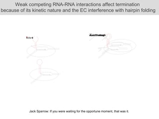 Weak competing RNA-RNA interactions affect termination  because of its kinetic nature and the EC interference with hairpin folding Jack Sparrow: If you were waiting for the opportune moment, that was it.  