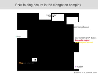 ß   flap ß’   rudder downstream DNA duplex template strand nontemplate strand transcription Korzheva et al., Science, 2000 secondary channel RNA   exit channel -14 RNA folding occurs in the elongation complex  