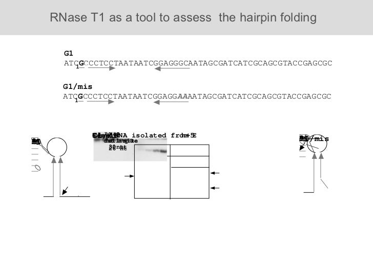 Rna Folding