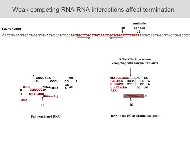 Rna Folding