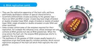 6. RNA replication contd..
• They use the replication apparatus of the host cells, and have
additionally developed a number of special characteristics.
• Scientists differentiate viruses according to the genome type –
there are DNA and RNA viruses: viruses may have single-stranded
or double-stranded linear RNA, single-stranded or double-stranded
linear DNA, single-stranded or double-stranded circular DNA and
other variations.
• Some viruses contain some of the enzymes required for their
replication, for example the influenza virus, whose envelope not only
contains an RNA genome but also an RNA polymerase. When the
virus enters the host cell, the enzyme RNA polymerase starts to
replicate the viral genome.
• The synthesis of the genome of DNA viruses usually begins at a
replication origin that binds specific initiator proteins, which recruit
replication enzymes of the host cell which then replicate the viral
genome.
 