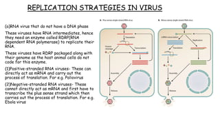 REPLICATION STRATEGIES IN VIRUS
(a)RNA virus that do not have a DNA phase
These viruses have RNA intermediates, hence
they need an enzyme called RDRP(RNA
dependent RNA polymerase) to replicate their
RNA.
These viruses have RDRP packaged along with
their genome as the host animal cells do not
code for this enzyme.
(1)Positive-stranded RNA viruses- These can
directly act as mRNA and carry out the
process of translation. For e.g. Poliovirus
(2)Negative-stranded RNA viruses- These
cannot directly act as mRNA and first have to
transcribe the plus sense strand which then
carries out the process of translation. For e.g.
Ebola virus
 