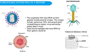 4.ORGANISMS HAVING RNA AS A GENOME
• The organisms that have RNA as their
genome include several viruses. The viruses
include- poliovirus, HIV, and several plant
viruses(tobacco mosaic virus and barley
yellow dwarf virus).
• Some bacteriophages also have RNA as
their genetic material.
 