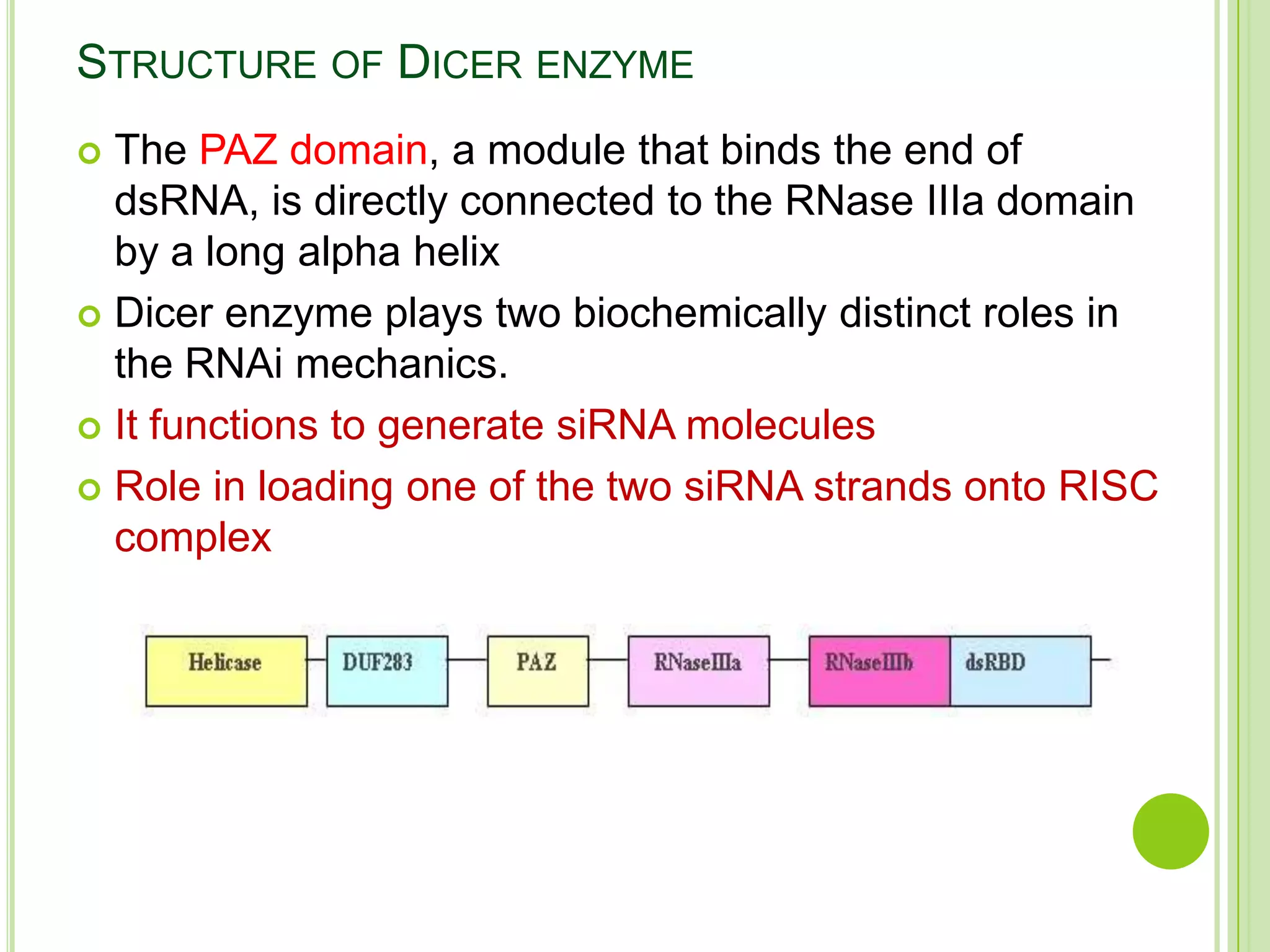 RNA interference | PPTX