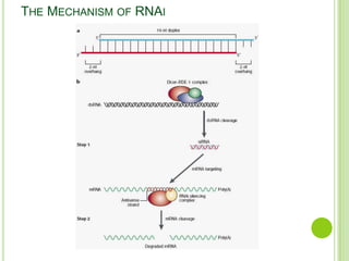 Cornai RNA interference | PPTX