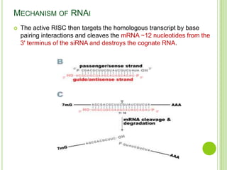 Rna Risc Loading Mechanism RNA interference | PPTX