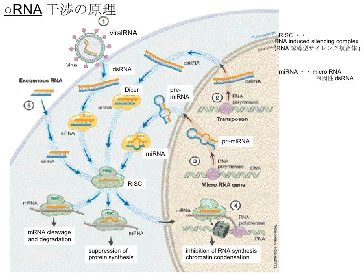 干渉 rna