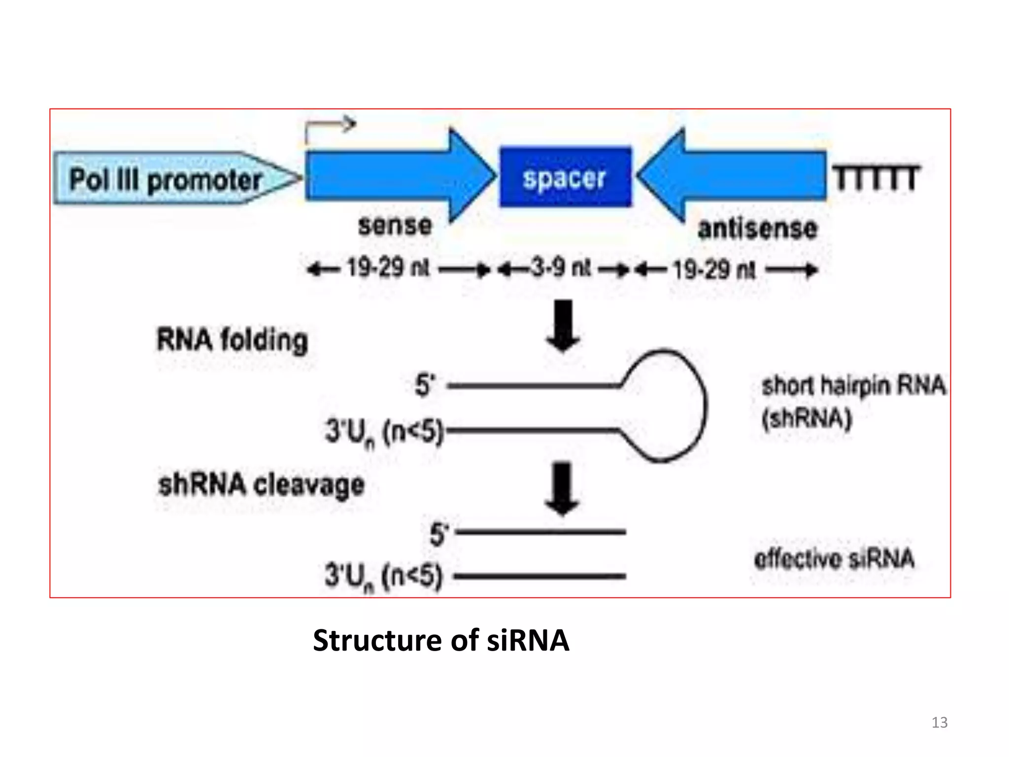 13
Structure of siRNA
 