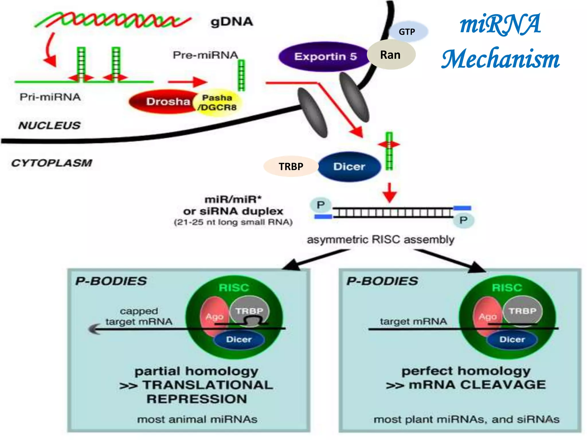 miRNA
Mechanism
TRBP
Ran
GTP
14
 