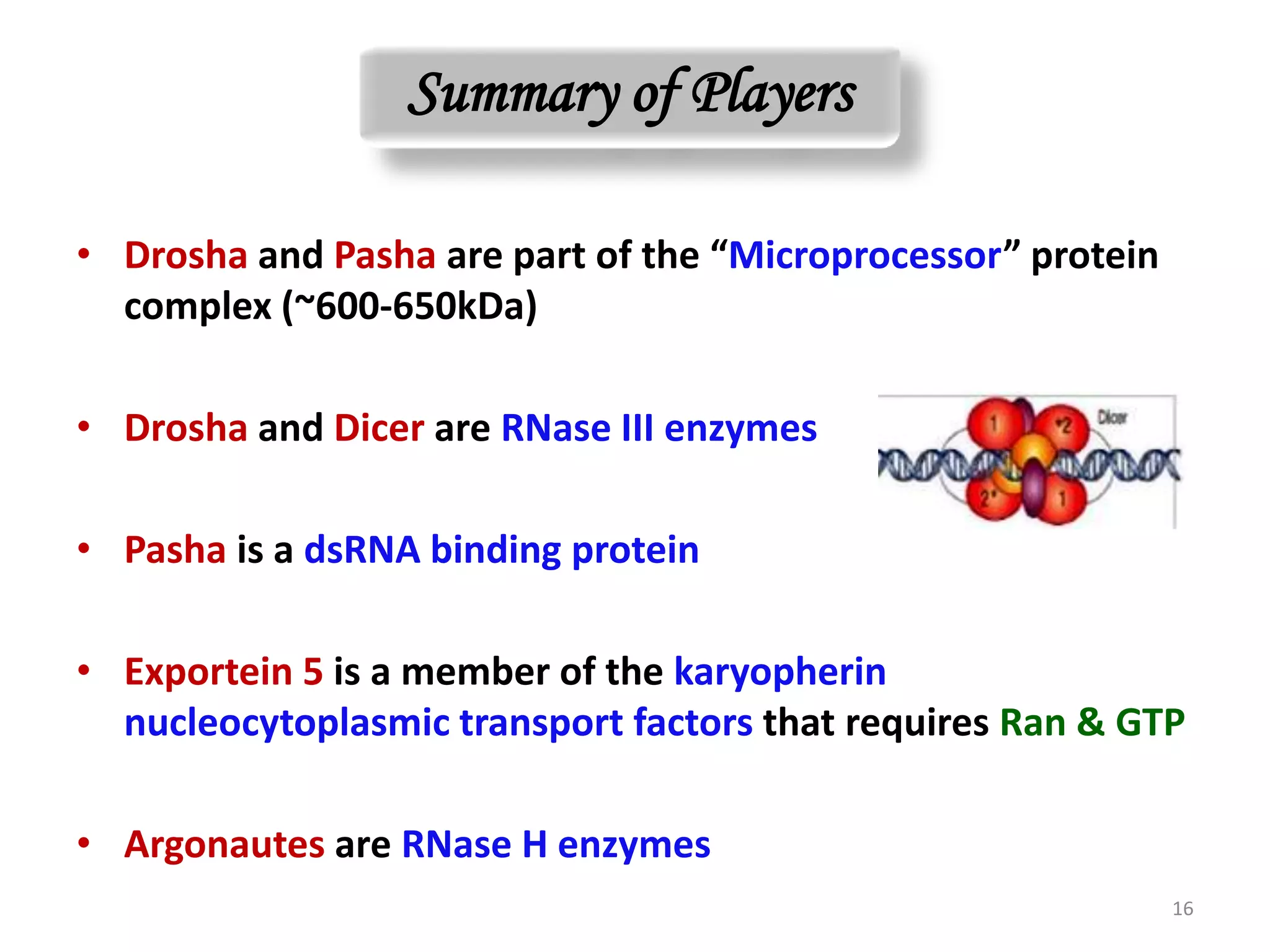 Summary of Players
• Drosha and Pasha are part of the “Microprocessor” protein
complex (~600-650kDa)
• Drosha and Dicer are RNase III enzymes
• Pasha is a dsRNA binding protein
• Exportein 5 is a member of the karyopherin
nucleocytoplasmic transport factors that requires Ran & GTP
• Argonautes are RNase H enzymes
16
 