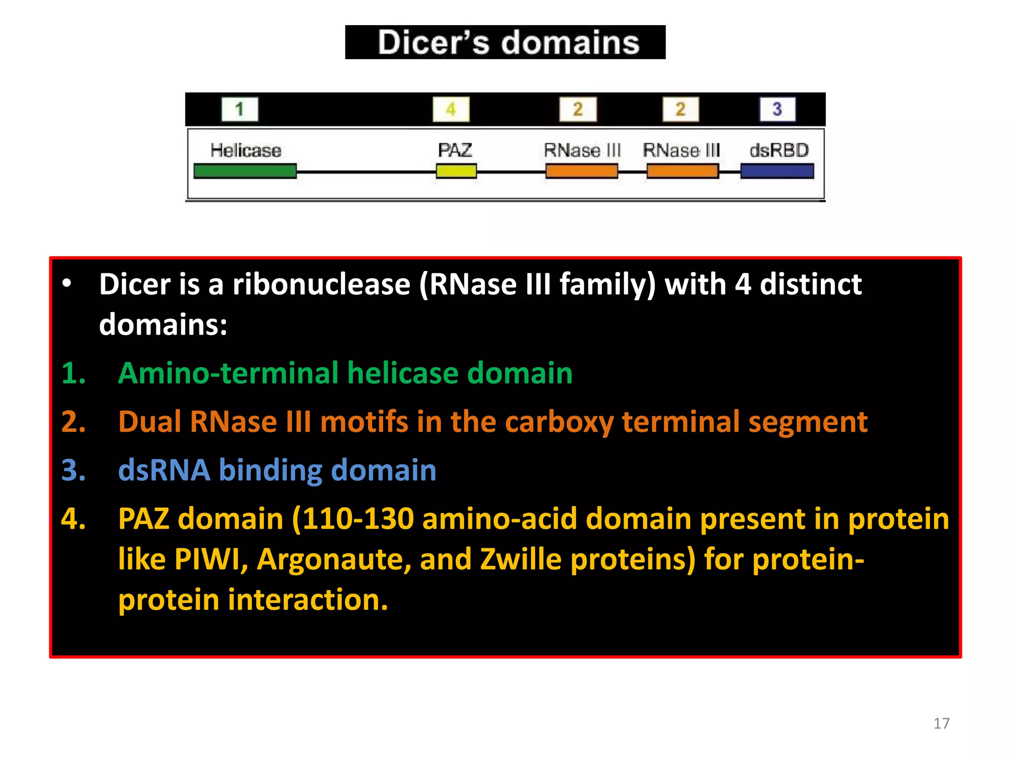 • Dicer is a ribonuclease (RNase III family) with 4 distinct
domains:
1. Amino-terminal helicase domain
2. Dual RNase III motifs in the carboxy terminal segment
3. dsRNA binding domain
4. PAZ domain (110-130 amino-acid domain present in protein
like PIWI, Argonaute, and Zwille proteins) for protein-
protein interaction.
17
 