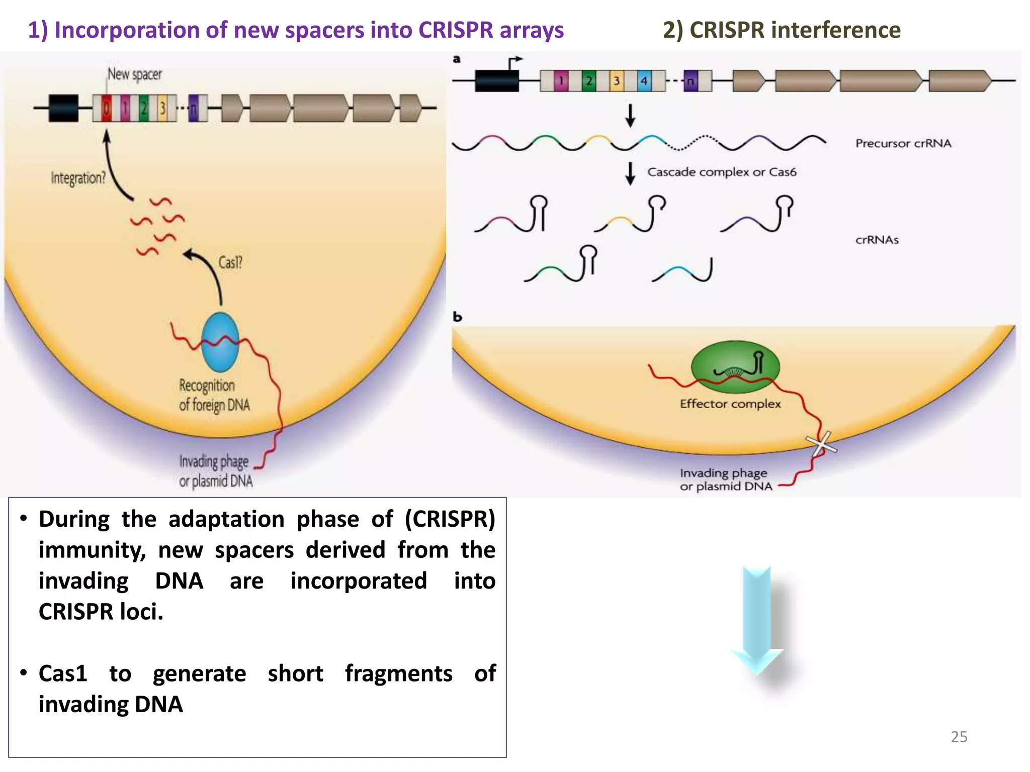 25
1) Incorporation of new spacers into CRISPR arrays
• During the adaptation phase of (CRISPR)
immunity, new spacers derived from the
invading DNA are incorporated into
CRISPR loci.
• Cas1 to generate short fragments of
invading DNA
2) CRISPR interference
 