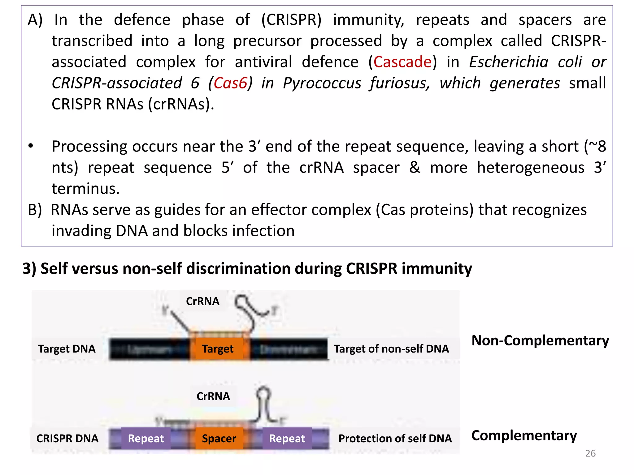 26
A) In the defence phase of (CRISPR) immunity, repeats and spacers are
transcribed into a long precursor processed by a complex called CRISPR-
associated complex for antiviral defence (Cascade) in Escherichia coli or
CRISPR-associated 6 (Cas6) in Pyrococcus furiosus, which generates small
CRISPR RNAs (crRNAs).
• Processing occurs near the 3′ end of the repeat sequence, leaving a short (~8
nts) repeat sequence 5′ of the crRNA spacer & more heterogeneous 3′
terminus.
B) RNAs serve as guides for an effector complex (Cas proteins) that recognizes
invading DNA and blocks infection
3) Self versus non-self discrimination during CRISPR immunity
Target DNA
CRISPR DNA
Target Target of non-self DNA
Protection of self DNA
CrRNA
CrRNA
RepeatRepeat Spacer
Non-Complementary
Complementary
 