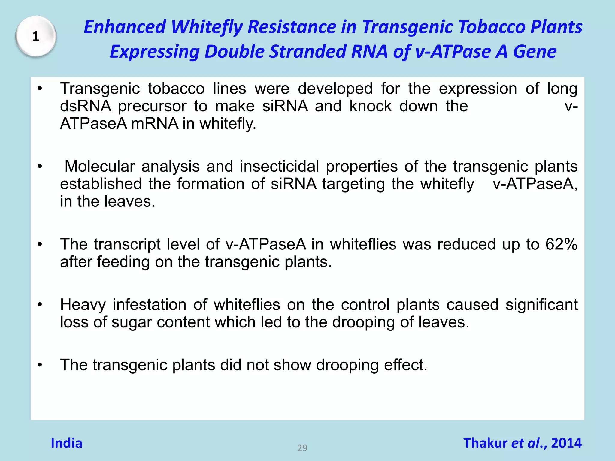 Enhanced Whitefly Resistance in Transgenic Tobacco Plants
Expressing Double Stranded RNA of v-ATPase A Gene
1
Thakur et al., 2014India 29
• Transgenic tobacco lines were developed for the expression of long
dsRNA precursor to make siRNA and knock down the v-
ATPaseA mRNA in whitefly.
• Molecular analysis and insecticidal properties of the transgenic plants
established the formation of siRNA targeting the whitefly v-ATPaseA,
in the leaves.
• The transcript level of v-ATPaseA in whiteflies was reduced up to 62%
after feeding on the transgenic plants.
• Heavy infestation of whiteflies on the control plants caused significant
loss of sugar content which led to the drooping of leaves.
• The transgenic plants did not show drooping effect.
 