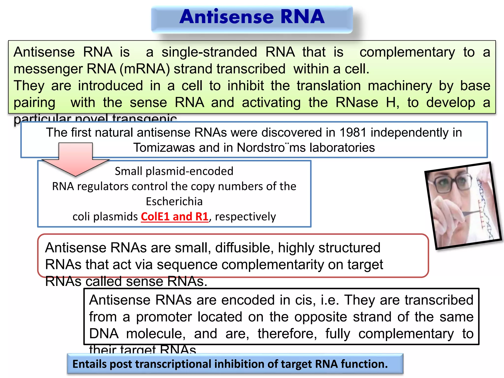 Antisense RNA is a single-stranded RNA that is complementary to a
messenger RNA (mRNA) strand transcribed within a cell.
They are introduced in a cell to inhibit the translation machinery by base
pairing with the sense RNA and activating the RNase H, to develop a
particular novel transgenic.
The first natural antisense RNAs were discovered in 1981 independently in
Tomizawas and in Nordstro¨ms laboratories
Small plasmid-encoded
RNA regulators control the copy numbers of the
Escherichia
coli plasmids ColE1 and R1, respectively
Antisense RNAs are small, diffusible, highly structured
RNAs that act via sequence complementarity on target
RNAs called sense RNAs.
Antisense RNAs are encoded in cis, i.e. They are transcribed
from a promoter located on the opposite strand of the same
DNA molecule, and are, therefore, fully complementary to
their target RNAs.
Entails post transcriptional inhibition of target RNA function.
Antisense RNA
 