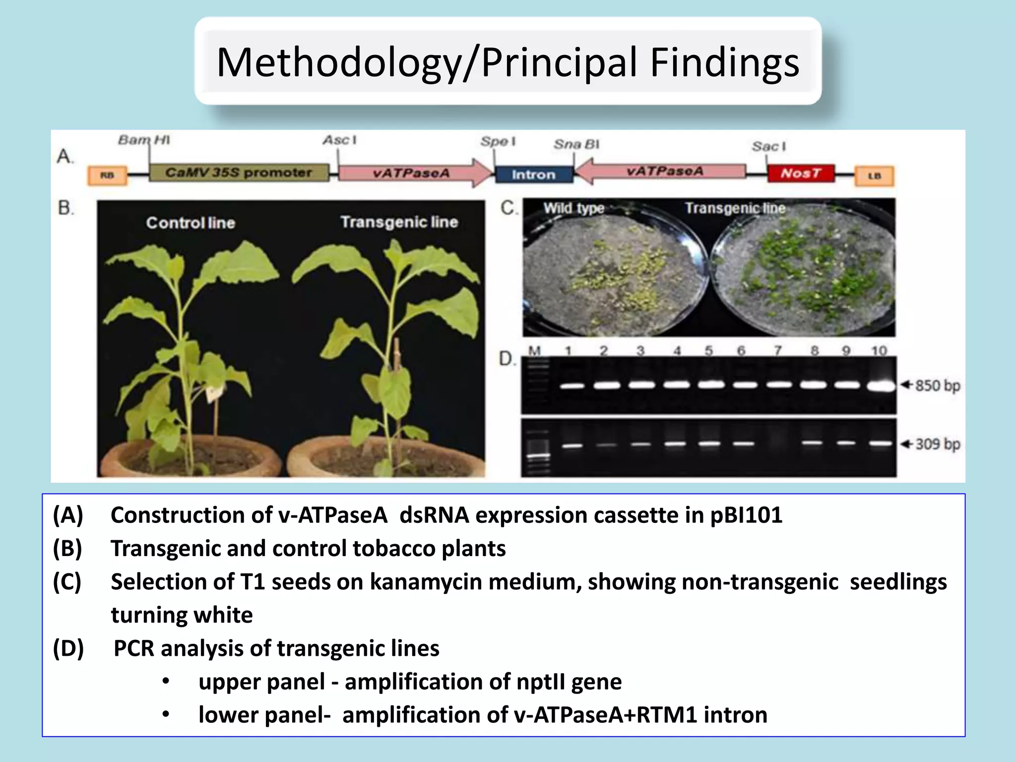 Methodology/Principal Findings
30
(A) Construction of v-ATPaseA dsRNA expression cassette in pBI101
(B) Transgenic and control tobacco plants
(C) Selection of T1 seeds on kanamycin medium, showing non-transgenic seedlings
turning white
(D) PCR analysis of transgenic lines
• upper panel - amplification of nptII gene
• lower panel- amplification of v-ATPaseA+RTM1 intron
 