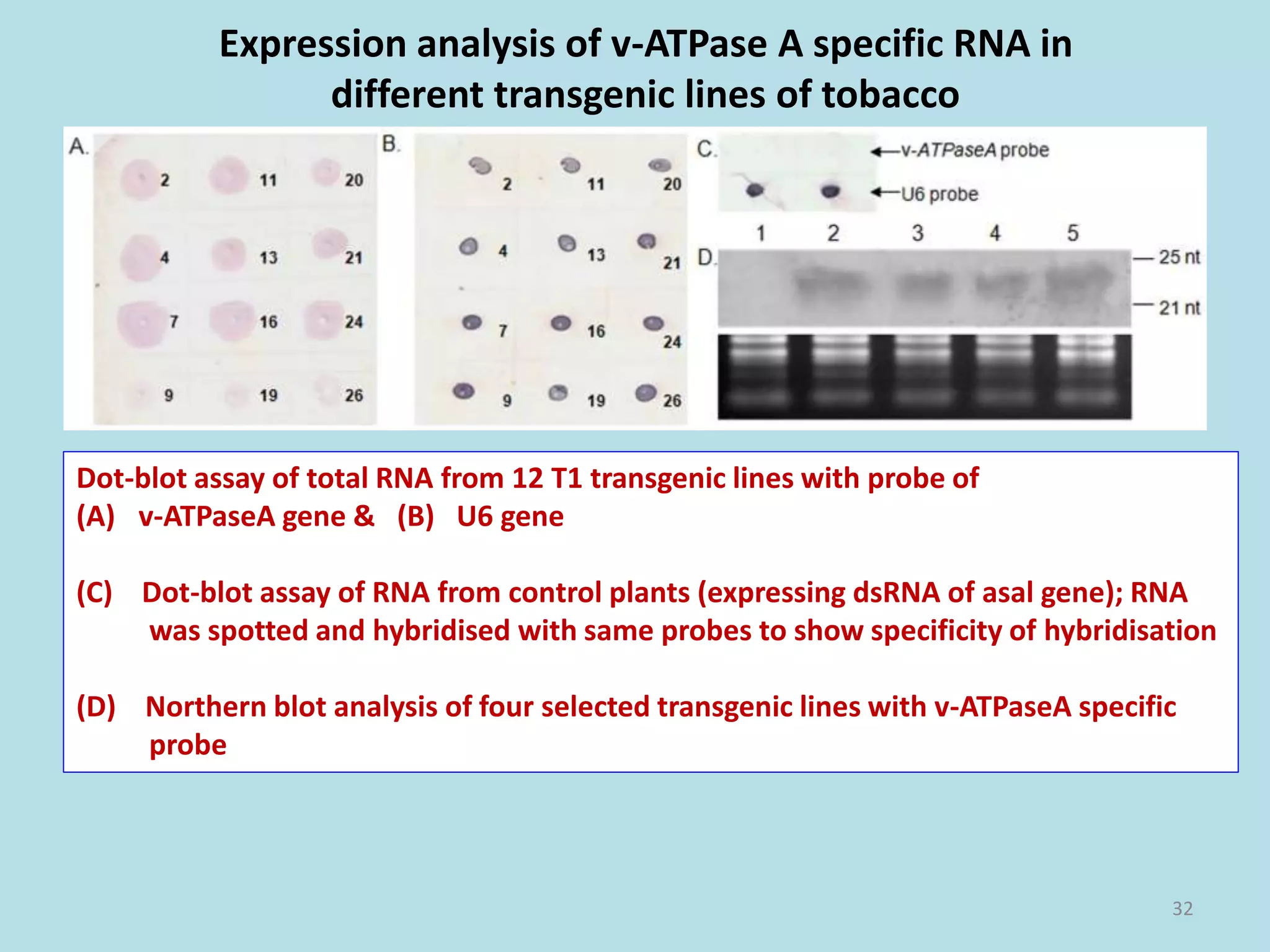 Expression analysis of v-ATPase A specific RNA in
different transgenic lines of tobacco
Dot-blot assay of total RNA from 12 T1 transgenic lines with probe of
(A) v-ATPaseA gene & (B) U6 gene
(C) Dot-blot assay of RNA from control plants (expressing dsRNA of asal gene); RNA
was spotted and hybridised with same probes to show specificity of hybridisation
(D) Northern blot analysis of four selected transgenic lines with v-ATPaseA specific
probe
32
 