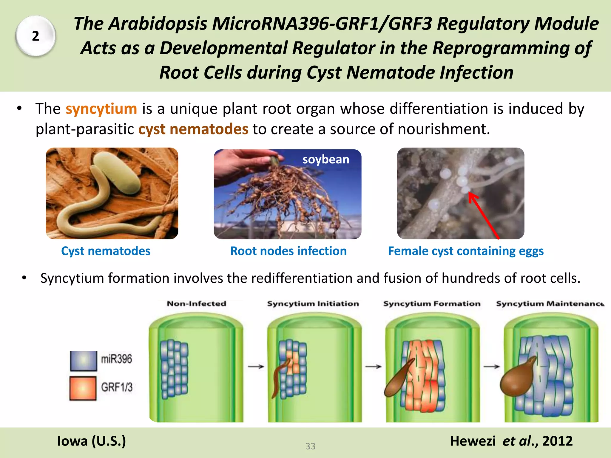 The Arabidopsis MicroRNA396-GRF1/GRF3 Regulatory Module
Acts as a Developmental Regulator in the Reprogramming of
Root Cells during Cyst Nematode Infection
Hewezi et al., 2012Iowa (U.S.)
2
33
• The syncytium is a unique plant root organ whose differentiation is induced by
plant-parasitic cyst nematodes to create a source of nourishment.
• Syncytium formation involves the redifferentiation and fusion of hundreds of root cells.
soybean
Cyst nematodes Root nodes infection Female cyst containing eggs
 