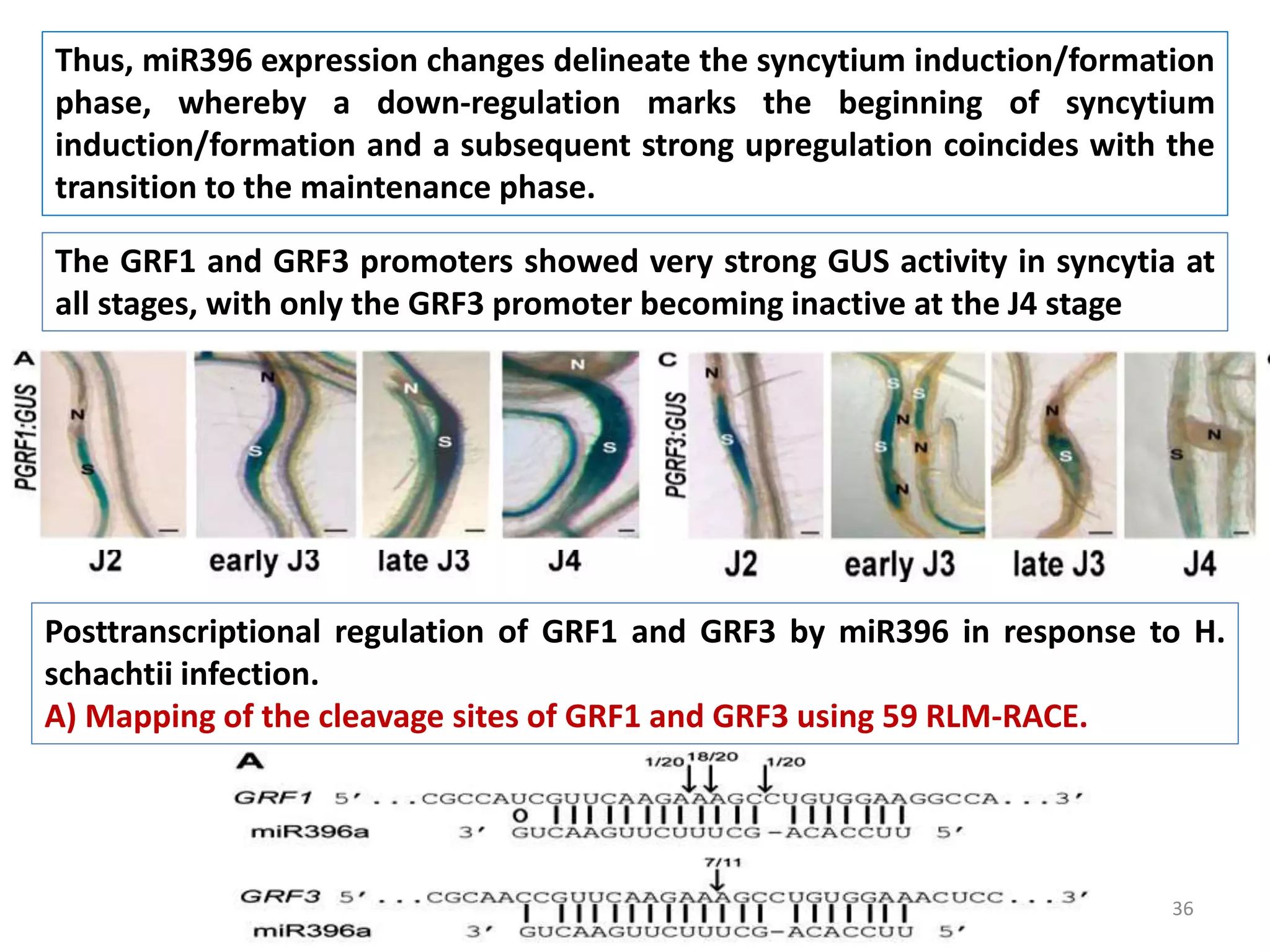 36
Thus, miR396 expression changes delineate the syncytium induction/formation
phase, whereby a down-regulation marks the beginning of syncytium
induction/formation and a subsequent strong upregulation coincides with the
transition to the maintenance phase.
The GRF1 and GRF3 promoters showed very strong GUS activity in syncytia at
all stages, with only the GRF3 promoter becoming inactive at the J4 stage
Posttranscriptional regulation of GRF1 and GRF3 by miR396 in response to H.
schachtii infection.
A) Mapping of the cleavage sites of GRF1 and GRF3 using 59 RLM-RACE.
 