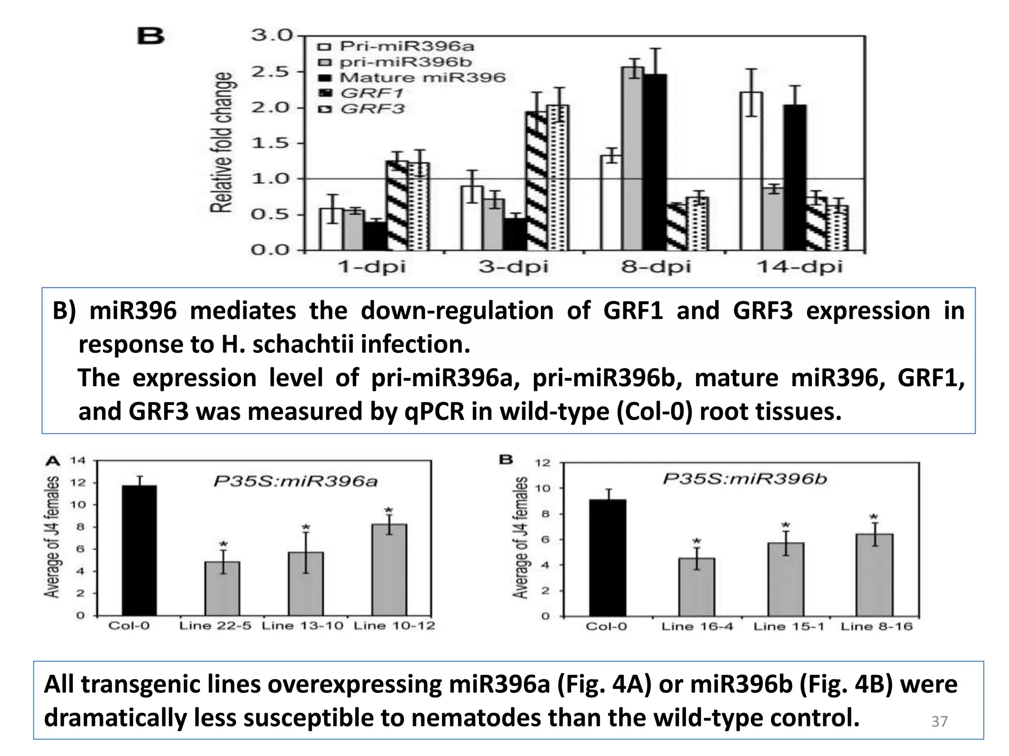 37
B) miR396 mediates the down-regulation of GRF1 and GRF3 expression in
response to H. schachtii infection.
The expression level of pri-miR396a, pri-miR396b, mature miR396, GRF1,
and GRF3 was measured by qPCR in wild-type (Col-0) root tissues.
All transgenic lines overexpressing miR396a (Fig. 4A) or miR396b (Fig. 4B) were
dramatically less susceptible to nematodes than the wild-type control.
 