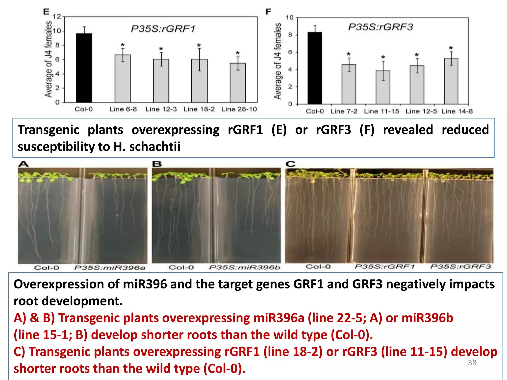 38
Transgenic plants overexpressing rGRF1 (E) or rGRF3 (F) revealed reduced
susceptibility to H. schachtii
Overexpression of miR396 and the target genes GRF1 and GRF3 negatively impacts
root development.
A) & B) Transgenic plants overexpressing miR396a (line 22-5; A) or miR396b
(line 15-1; B) develop shorter roots than the wild type (Col-0).
C) Transgenic plants overexpressing rGRF1 (line 18-2) or rGRF3 (line 11-15) develop
shorter roots than the wild type (Col-0).
 
