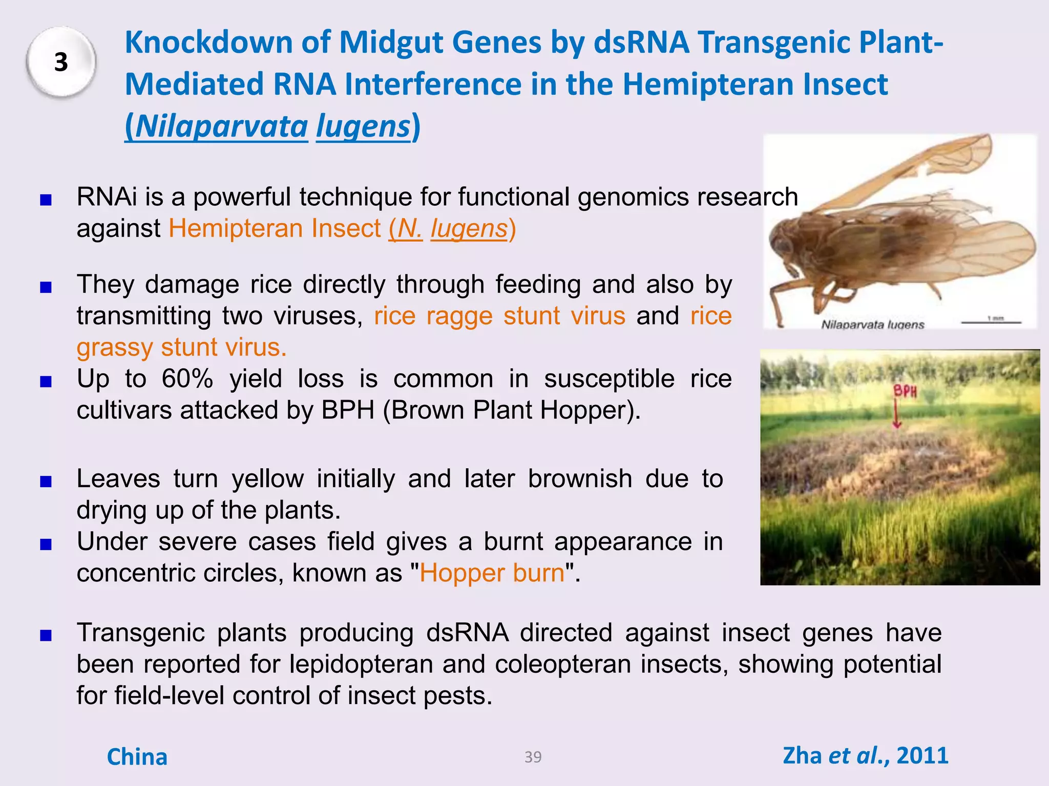 Knockdown of Midgut Genes by dsRNA Transgenic Plant-
Mediated RNA Interference in the Hemipteran Insect
(Nilaparvata lugens)
Leaves turn yellow initially and later brownish due to
drying up of the plants.
Under severe cases field gives a burnt appearance in
concentric circles, known as "Hopper burn".
RNAi is a powerful technique for functional genomics research
against Hemipteran Insect (N. lugens)
Transgenic plants producing dsRNA directed against insect genes have
been reported for lepidopteran and coleopteran insects, showing potential
for field-level control of insect pests.
They damage rice directly through feeding and also by
transmitting two viruses, rice ragge stunt virus and rice
grassy stunt virus.
Up to 60% yield loss is common in susceptible rice
cultivars attacked by BPH (Brown Plant Hopper).
Zha et al., 2011China
3
39
 