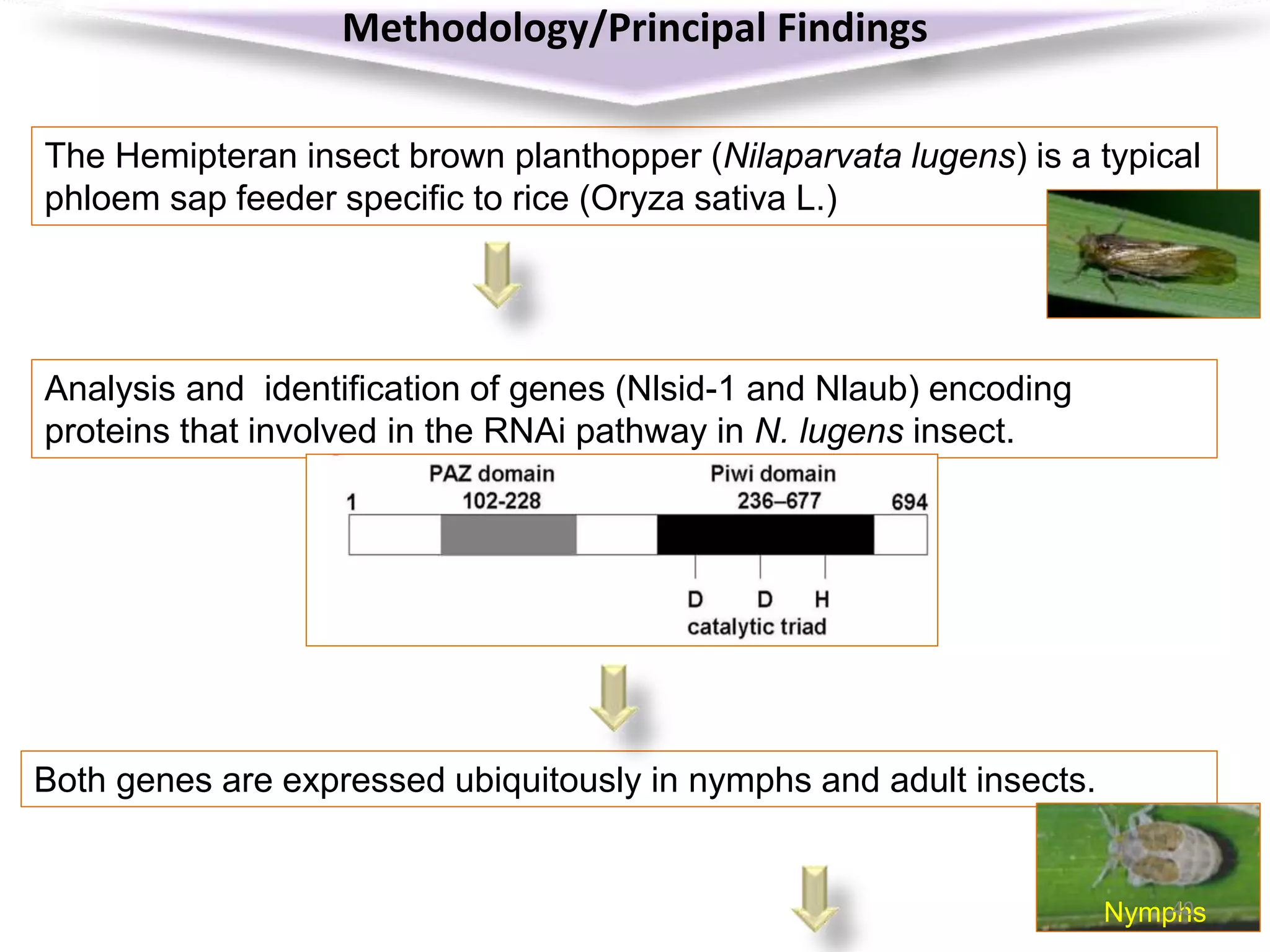 Methodology/Principal Findings
The Hemipteran insect brown planthopper (Nilaparvata lugens) is a typical
phloem sap feeder specific to rice (Oryza sativa L.)
Analysis and identification of genes (Nlsid-1 and Nlaub) encoding
proteins that involved in the RNAi pathway in N. lugens insect.
Both genes are expressed ubiquitously in nymphs and adult insects.
Nymphs40
 