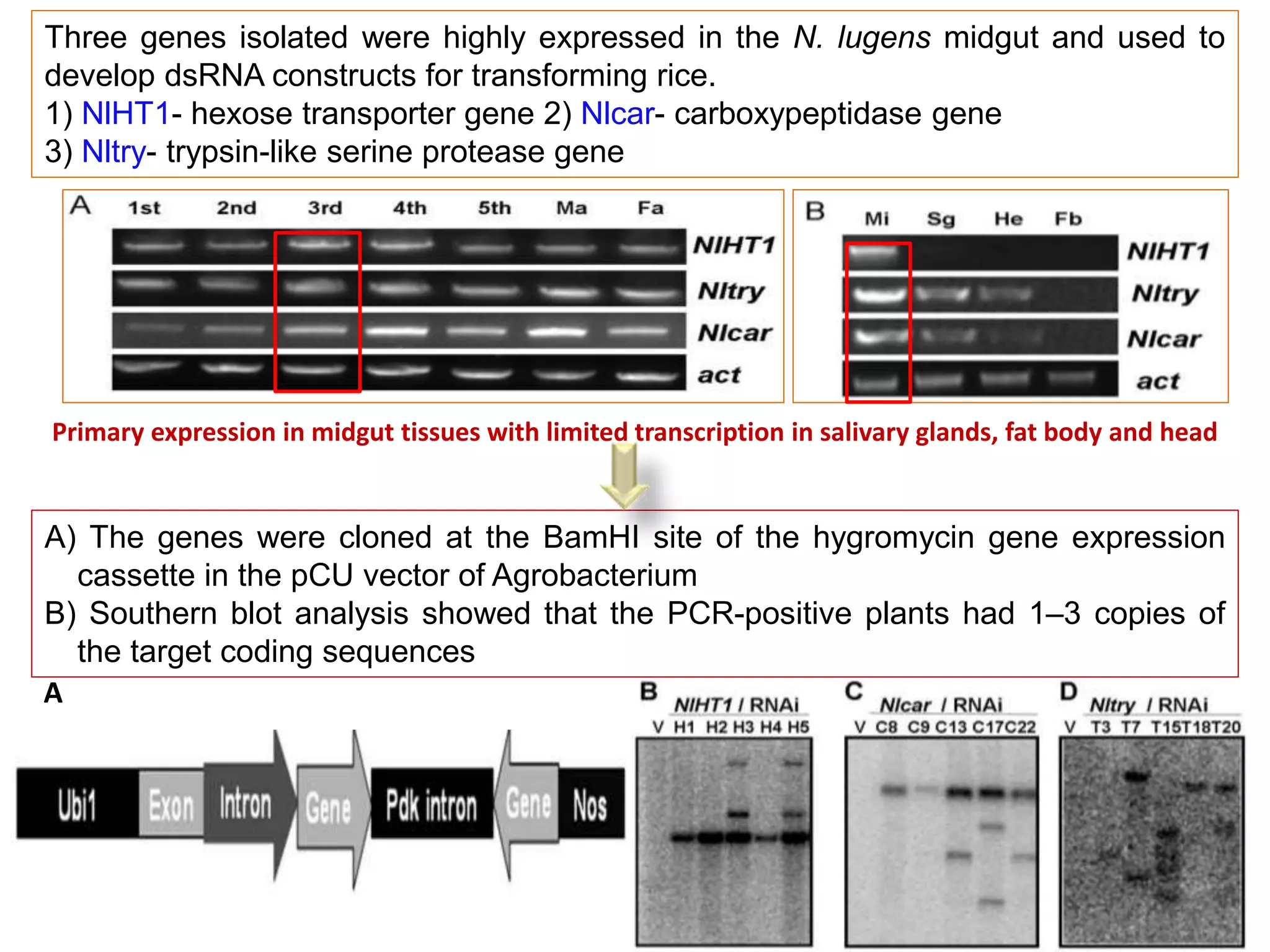 Three genes isolated were highly expressed in the N. lugens midgut and used to
develop dsRNA constructs for transforming rice.
1) NlHT1- hexose transporter gene 2) Nlcar- carboxypeptidase gene
3) Nltry- trypsin-like serine protease gene
Primary expression in midgut tissues with limited transcription in salivary glands, fat body and head
41
A
A) The genes were cloned at the BamHI site of the hygromycin gene expression
cassette in the pCU vector of Agrobacterium
B) Southern blot analysis showed that the PCR-positive plants had 1–3 copies of
the target coding sequences
 