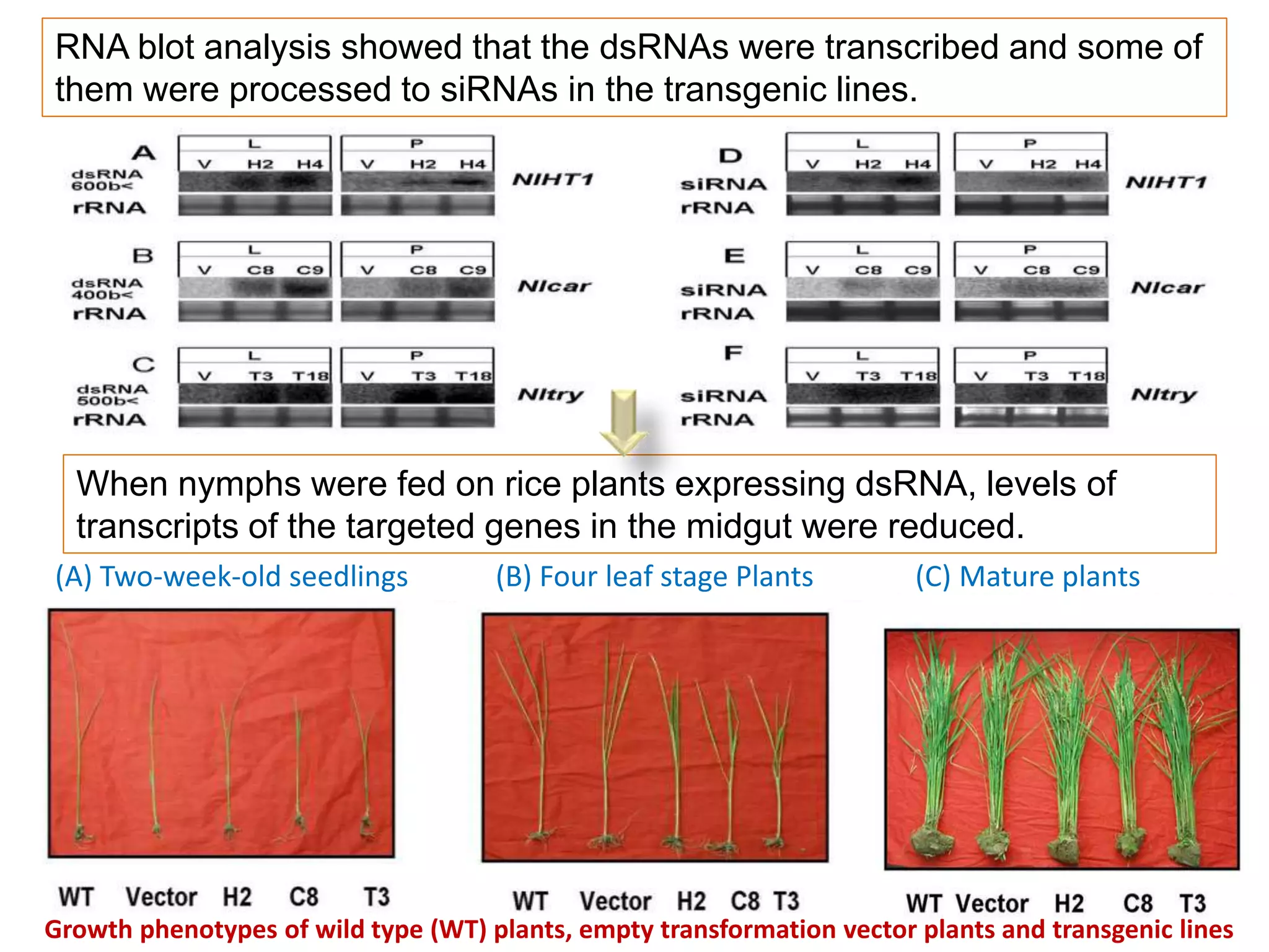 When nymphs were fed on rice plants expressing dsRNA, levels of
transcripts of the targeted genes in the midgut were reduced.
Growth phenotypes of wild type (WT) plants, empty transformation vector plants and transgenic lines
(A) Two-week-old seedlings (B) Four leaf stage Plants (C) Mature plants
RNA blot analysis showed that the dsRNAs were transcribed and some of
them were processed to siRNAs in the transgenic lines.
 
