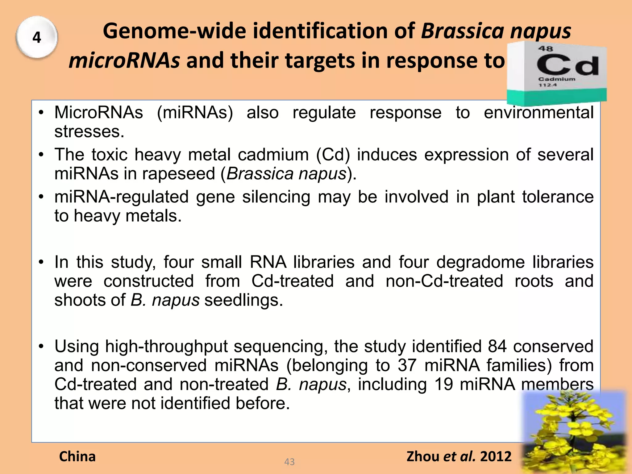 Genome-wide identification of Brassica napus
microRNAs and their targets in response to cadmium
• MicroRNAs (miRNAs) also regulate response to environmental
stresses.
• The toxic heavy metal cadmium (Cd) induces expression of several
miRNAs in rapeseed (Brassica napus).
• miRNA-regulated gene silencing may be involved in plant tolerance
to heavy metals.
• In this study, four small RNA libraries and four degradome libraries
were constructed from Cd-treated and non-Cd-treated roots and
shoots of B. napus seedlings.
• Using high-throughput sequencing, the study identified 84 conserved
and non-conserved miRNAs (belonging to 37 miRNA families) from
Cd-treated and non-treated B. napus, including 19 miRNA members
that were not identified before.
Zhou et al. 2012China 43
4
 