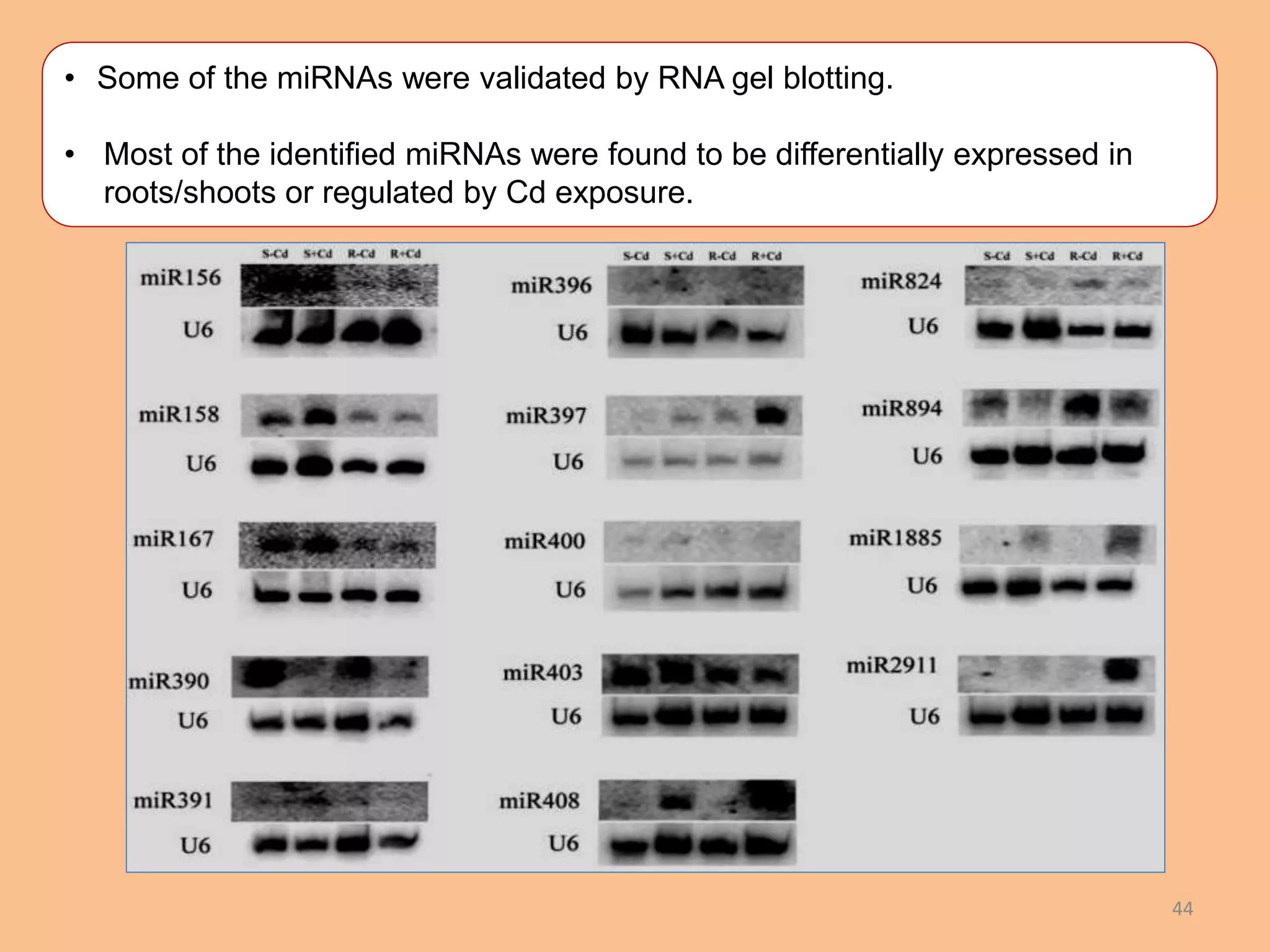 44
• Some of the miRNAs were validated by RNA gel blotting.
• Most of the identified miRNAs were found to be differentially expressed in
roots/shoots or regulated by Cd exposure.
 