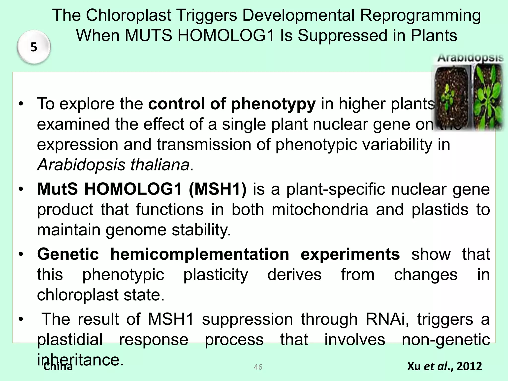 The Chloroplast Triggers Developmental Reprogramming
When MUTS HOMOLOG1 Is Suppressed in Plants
• To explore the control of phenotypy in higher plants, they
examined the effect of a single plant nuclear gene on the
expression and transmission of phenotypic variability in
Arabidopsis thaliana.
• MutS HOMOLOG1 (MSH1) is a plant-specific nuclear gene
product that functions in both mitochondria and plastids to
maintain genome stability.
• Genetic hemicomplementation experiments show that
this phenotypic plasticity derives from changes in
chloroplast state.
• The result of MSH1 suppression through RNAi, triggers a
plastidial response process that involves non-genetic
inheritance. Xu et al., 2012China 46
5
 