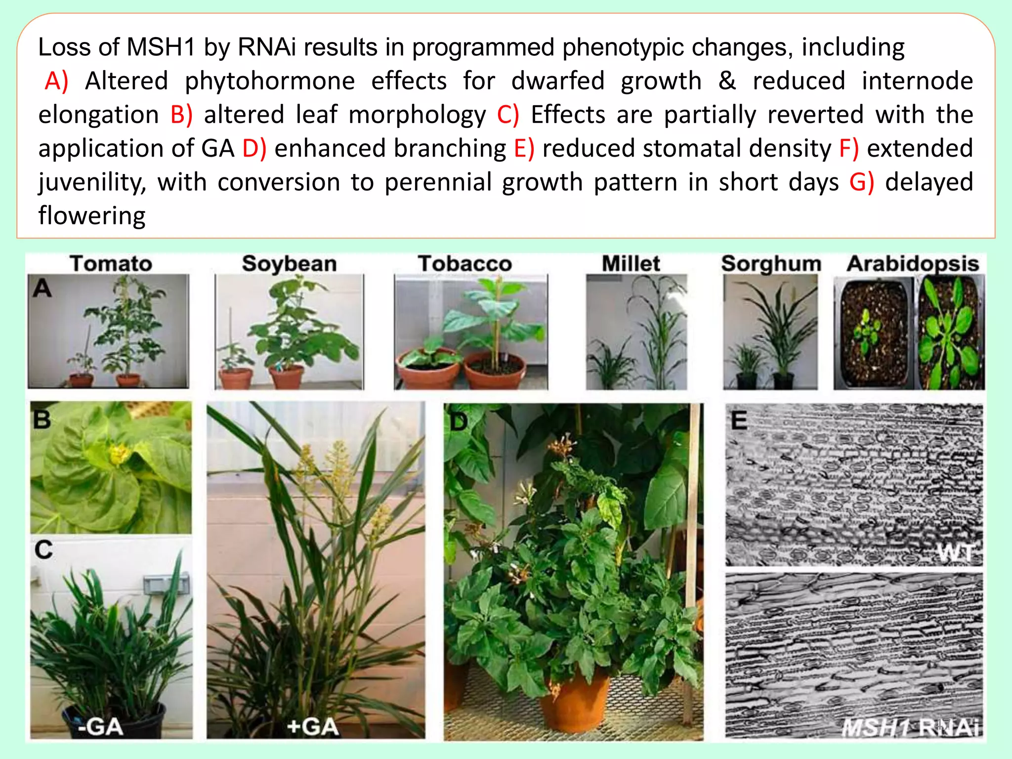 Loss of MSH1 by RNAi results in programmed phenotypic changes, including
A) Altered phytohormone effects for dwarfed growth & reduced internode
elongation B) altered leaf morphology C) Effects are partially reverted with the
application of GA D) enhanced branching E) reduced stomatal density F) extended
juvenility, with conversion to perennial growth pattern in short days G) delayed
flowering
47
 
