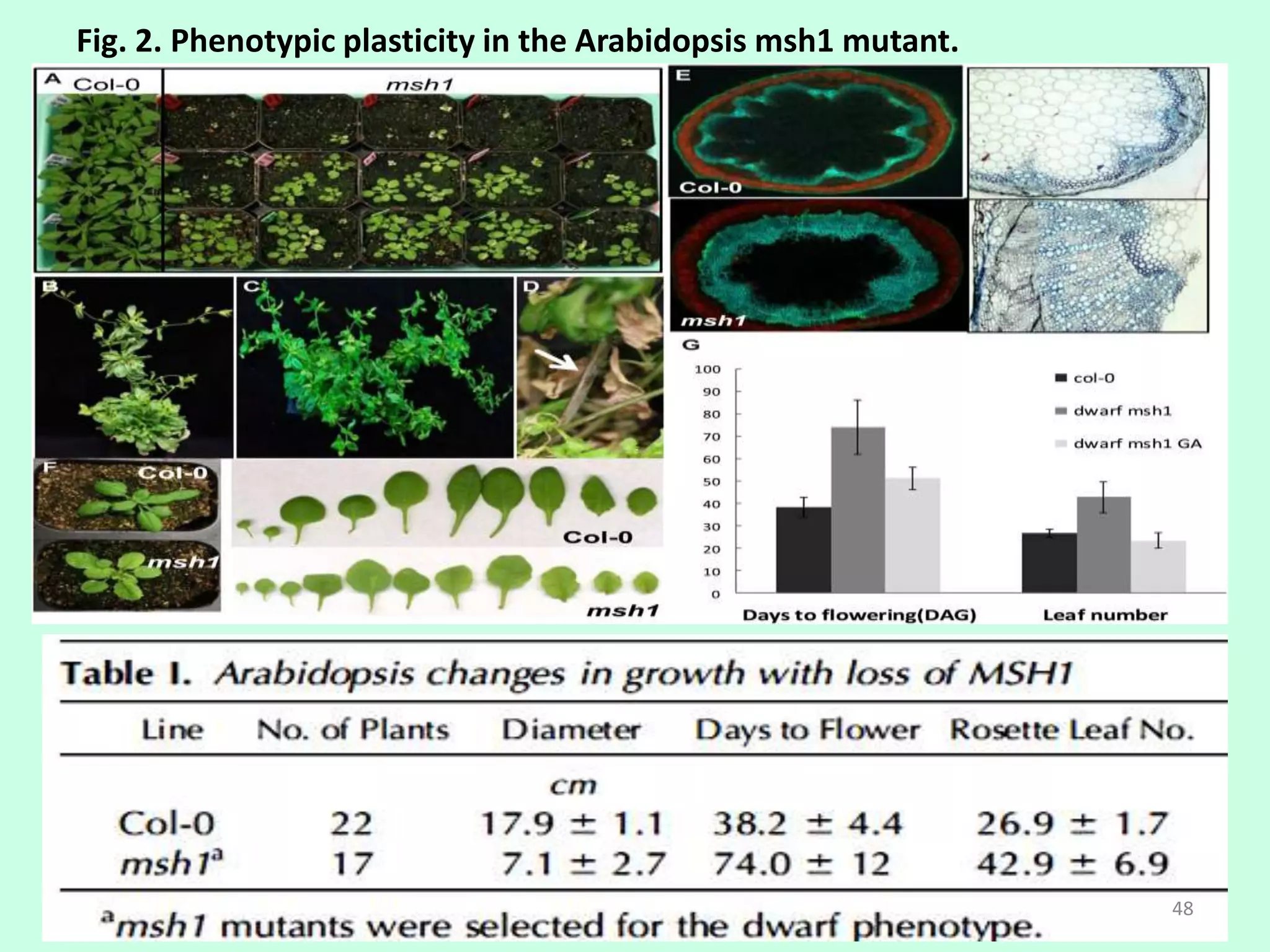 Fig. 2. Phenotypic plasticity in the Arabidopsis msh1 mutant.
48
 