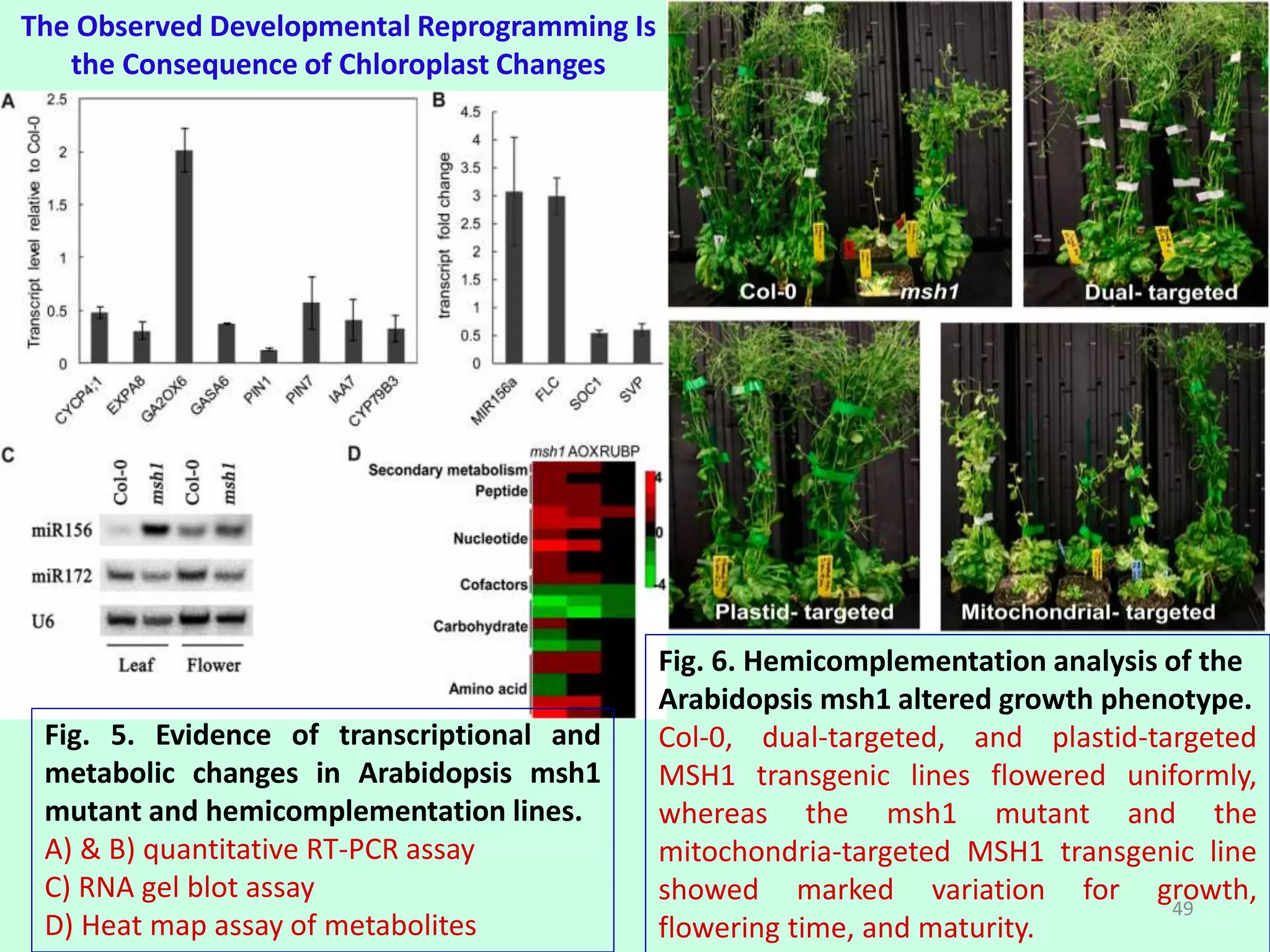 Fig. 5. Evidence of transcriptional and
metabolic changes in Arabidopsis msh1
mutant and hemicomplementation lines.
A) & B) quantitative RT-PCR assay
C) RNA gel blot assay
D) Heat map assay of metabolites
Fig. 6. Hemicomplementation analysis of the
Arabidopsis msh1 altered growth phenotype.
Col-0, dual-targeted, and plastid-targeted
MSH1 transgenic lines flowered uniformly,
whereas the msh1 mutant and the
mitochondria-targeted MSH1 transgenic line
showed marked variation for growth,
flowering time, and maturity.
The Observed Developmental Reprogramming Is
the Consequence of Chloroplast Changes
49
 