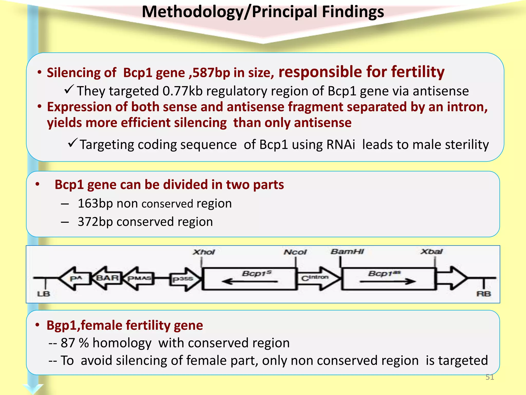 • Bcp1 gene can be divided in two parts
– 163bp non conserved region
– 372bp conserved region
Methodology/Principal Findings
• Silencing of Bcp1 gene ,587bp in size, responsible for fertility
They targeted 0.77kb regulatory region of Bcp1 gene via antisense
• Expression of both sense and antisense fragment separated by an intron,
yields more efficient silencing than only antisense
Targeting coding sequence of Bcp1 using RNAi leads to male sterility
• Bgp1,female fertility gene
-- 87 % homology with conserved region
-- To avoid silencing of female part, only non conserved region is targeted
51
 