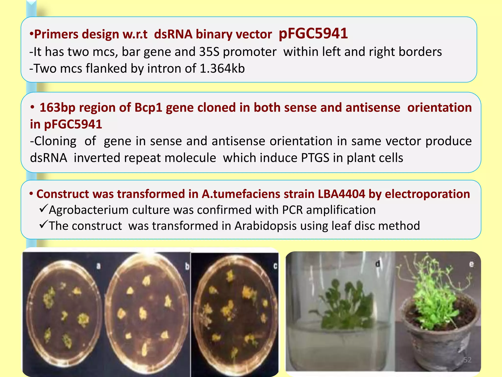 • 163bp region of Bcp1 gene cloned in both sense and antisense orientation
in pFGC5941
-Cloning of gene in sense and antisense orientation in same vector produce
dsRNA inverted repeat molecule which induce PTGS in plant cells
•Primers design w.r.t dsRNA binary vector pFGC5941
-It has two mcs, bar gene and 35S promoter within left and right borders
-Two mcs flanked by intron of 1.364kb
• Construct was transformed in A.tumefaciens strain LBA4404 by electroporation
Agrobacterium culture was confirmed with PCR amplification
The construct was transformed in Arabidopsis using leaf disc method
52
 