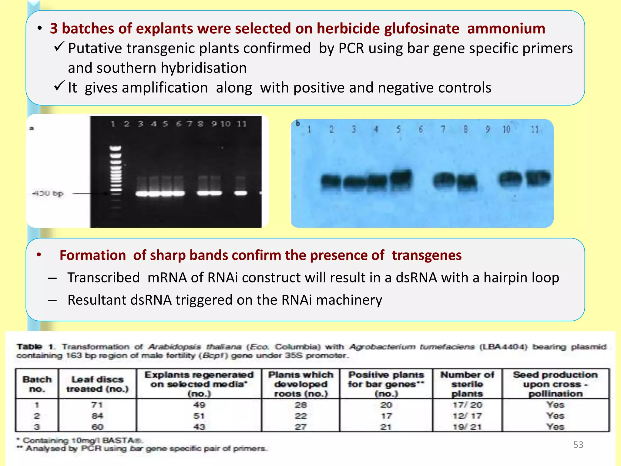 • Formation of sharp bands confirm the presence of transgenes
– Transcribed mRNA of RNAi construct will result in a dsRNA with a hairpin loop
– Resultant dsRNA triggered on the RNAi machinery
• 3 batches of explants were selected on herbicide glufosinate ammonium
Putative transgenic plants confirmed by PCR using bar gene specific primers
and southern hybridisation
It gives amplification along with positive and negative controls
53
 