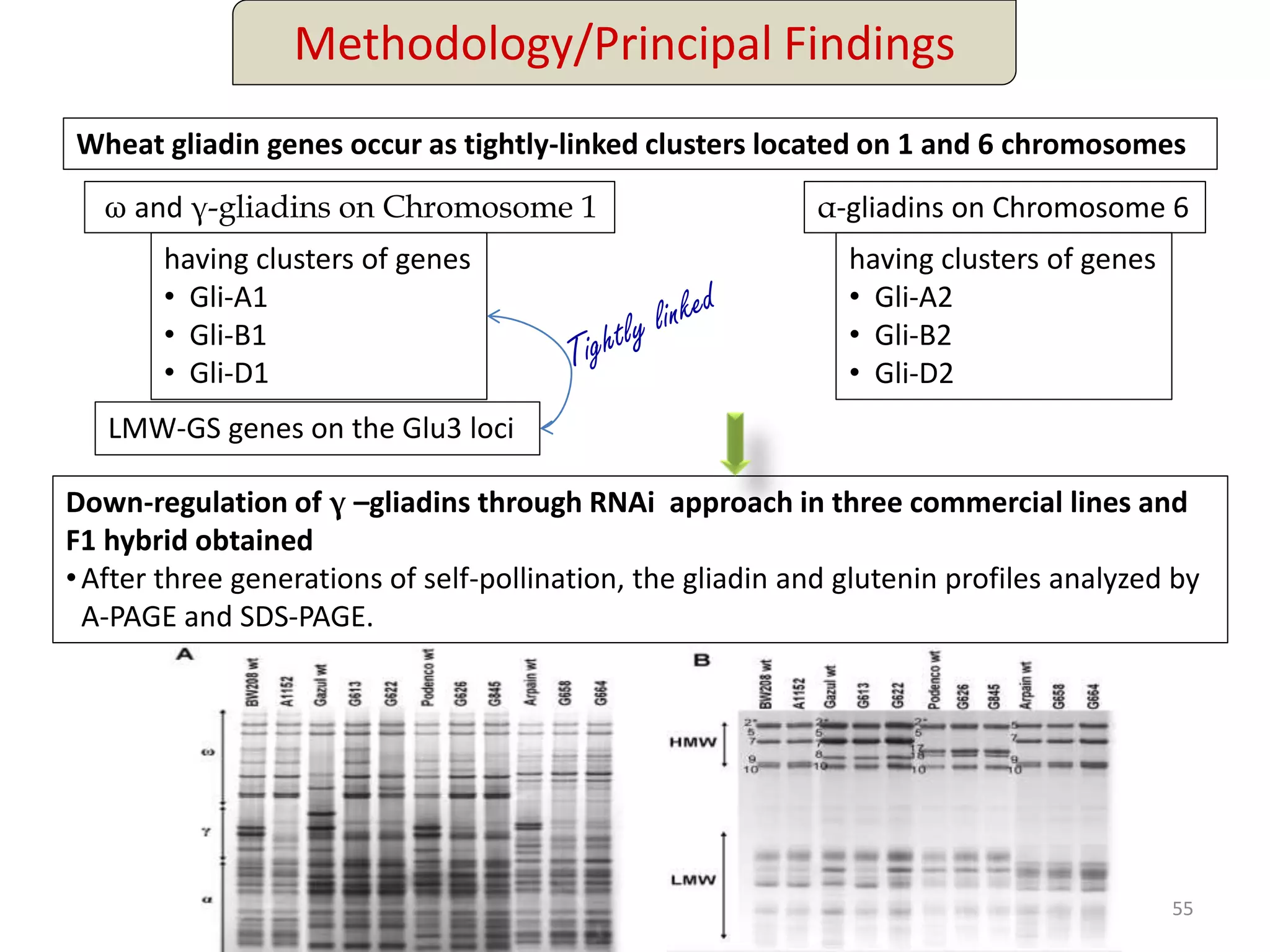 Methodology/Principal Findings
Wheat gliadin genes occur as tightly-linked clusters located on 1 and 6 chromosomes
ω and γ-gliadins on Chromosome 1
having clusters of genes
• Gli-A1
• Gli-B1
• Gli-D1
LMW-GS genes on the Glu3 loci
α-gliadins on Chromosome 6
having clusters of genes
• Gli-A2
• Gli-B2
• Gli-D2
Down-regulation of γ –gliadins through RNAi approach in three commercial lines and
F1 hybrid obtained
•After three generations of self-pollination, the gliadin and glutenin profiles analyzed by
A-PAGE and SDS-PAGE.
55
 