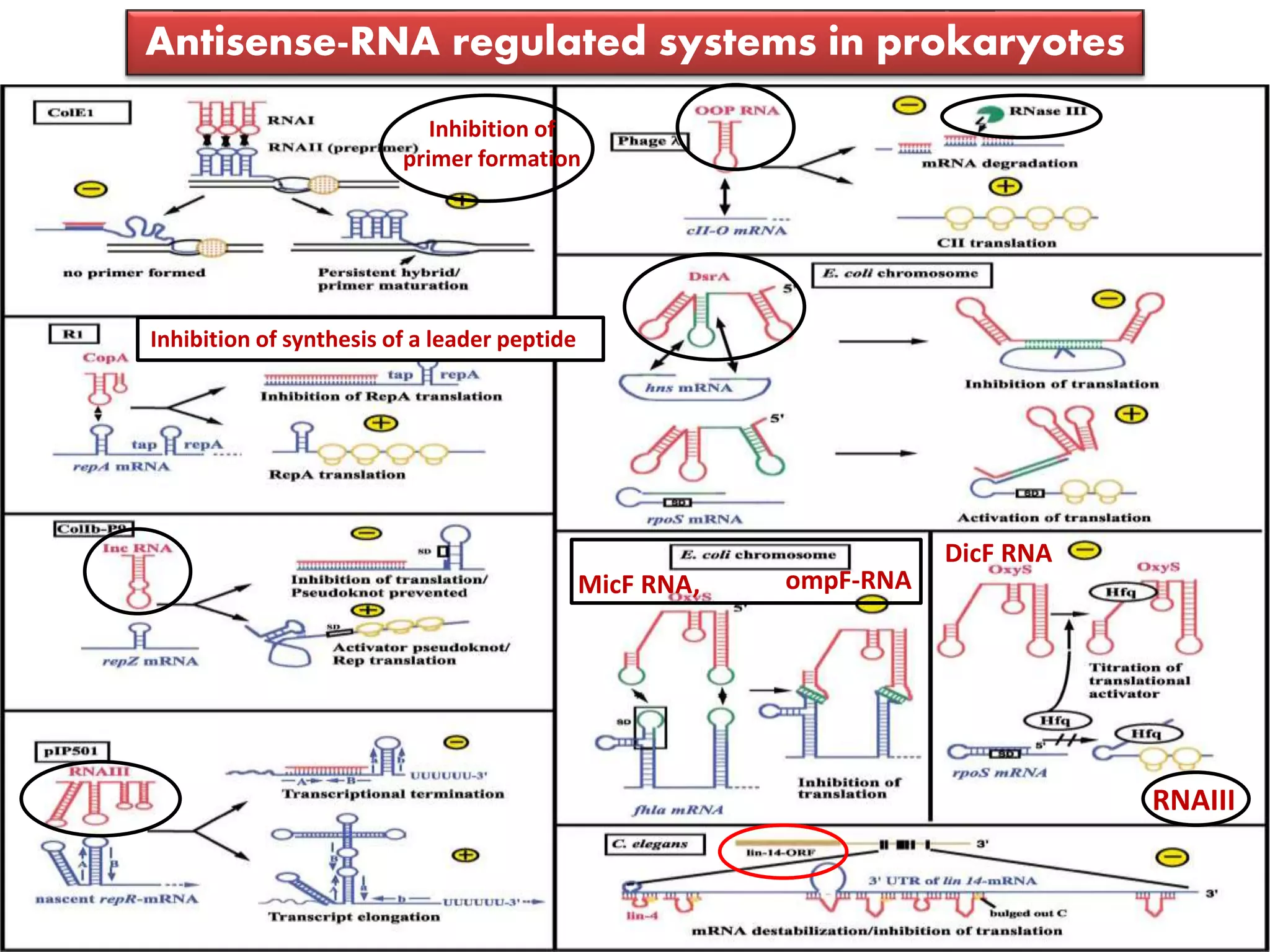 Antisense-RNA regulated systems in prokaryotes
Inhibition of
primer formation
Inhibition of synthesis of a leader peptide
MicF RNA, ompF-RNA
DicF RNA
RNAIII
 