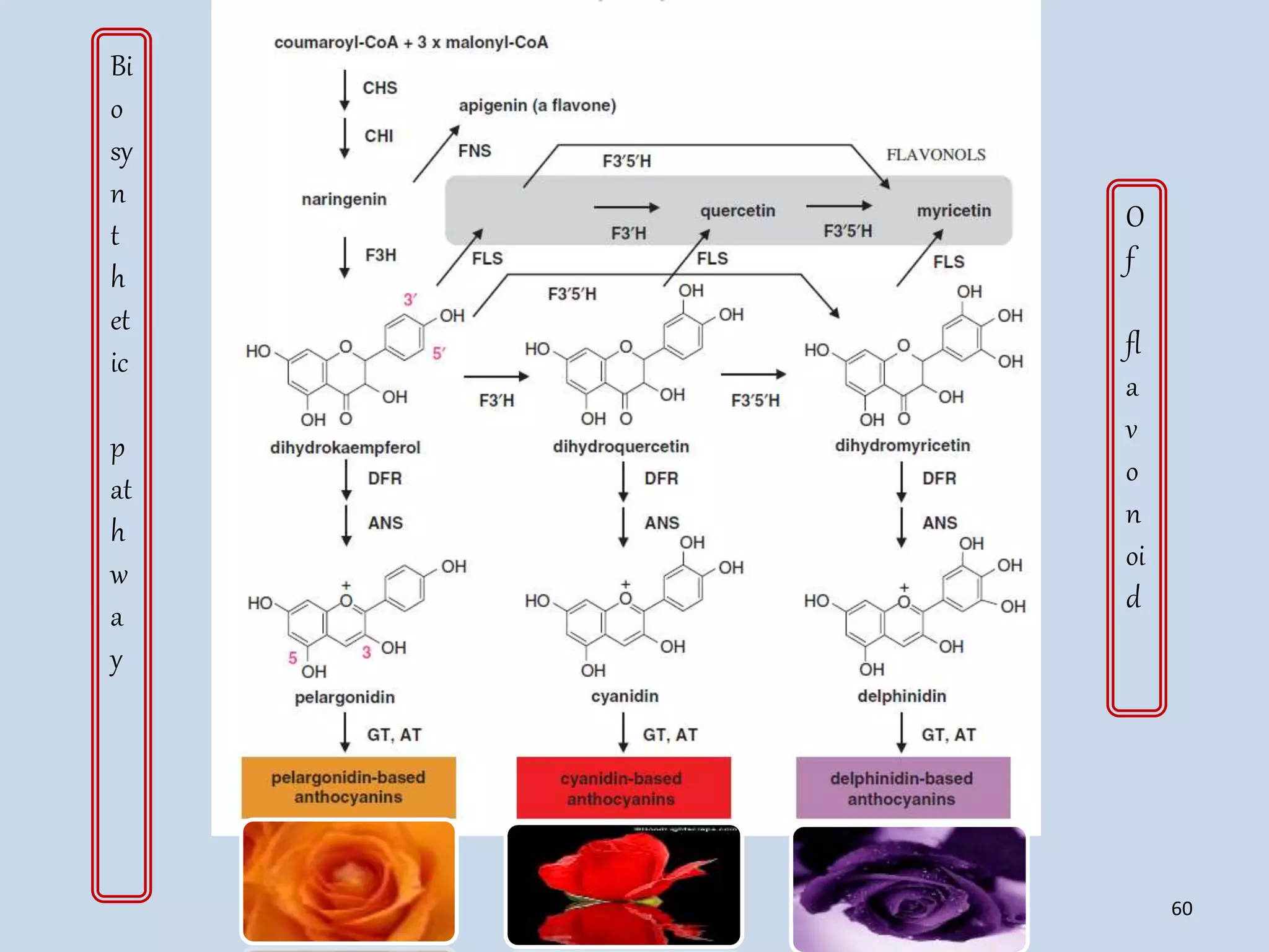 Bi
o
sy
n
t
h
et
ic
p
at
h
w
a
y
O
f
fl
a
v
o
n
oi
d
60
 
