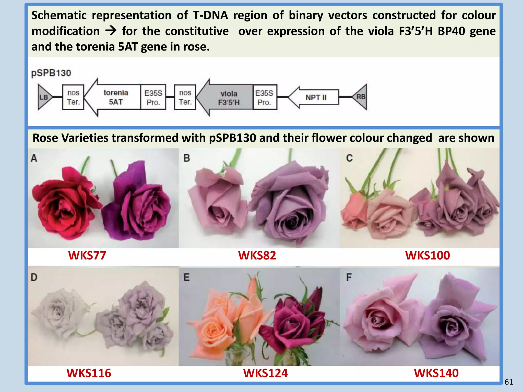 WKS77 WKS82 WKS100
WKS116 WKS124 WKS140
Rose Varieties transformed with pSPB130 and their flower colour changed are shown
Schematic representation of T-DNA region of binary vectors constructed for colour
modification  for the constitutive over expression of the viola F3’5’H BP40 gene
and the torenia 5AT gene in rose.
61
 