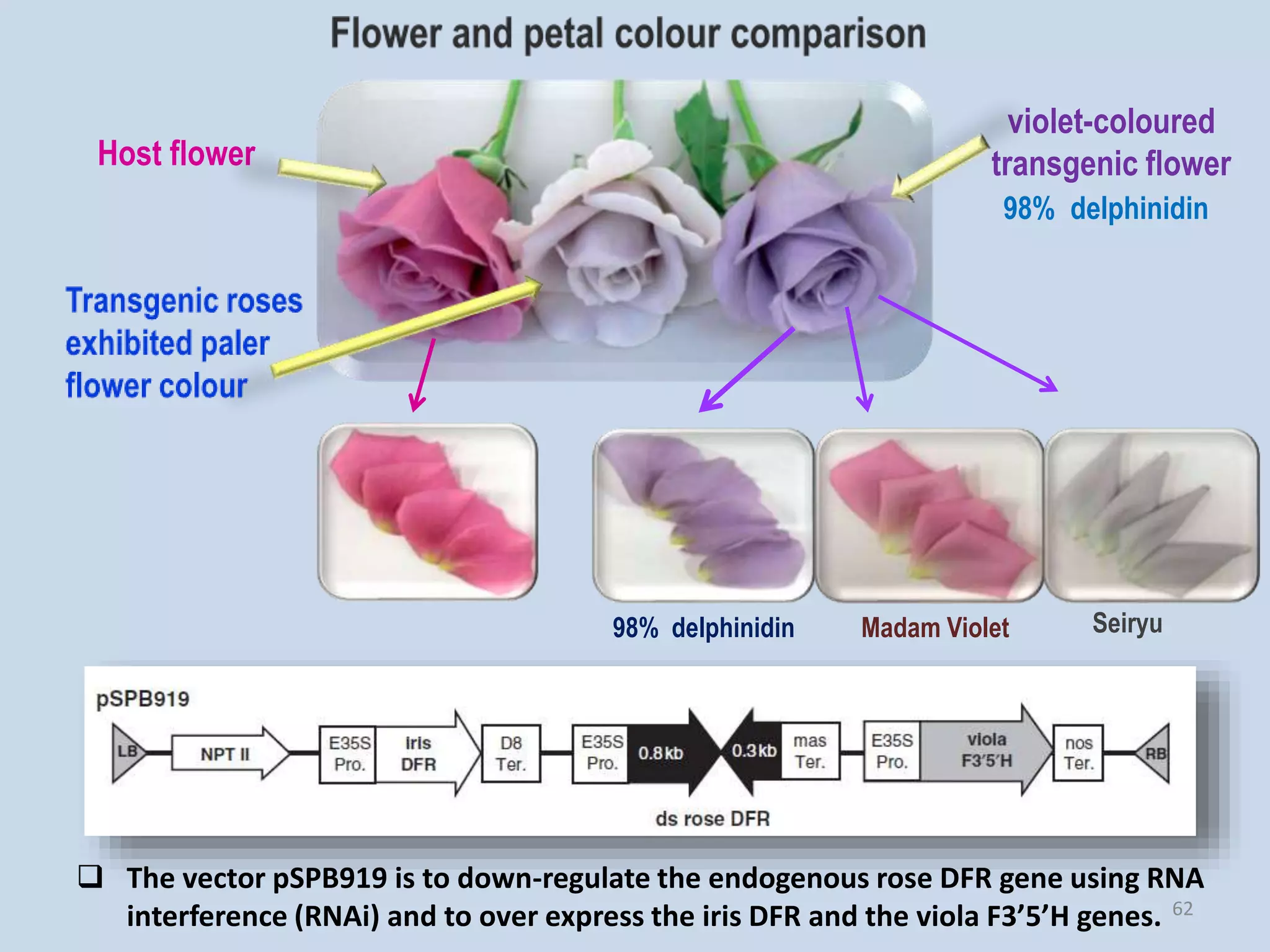 Host flower
violet-coloured
transgenic flower
98% delphinidin
98% delphinidin Madam Violet Seiryu
 The vector pSPB919 is to down-regulate the endogenous rose DFR gene using RNA
interference (RNAi) and to over express the iris DFR and the viola F3’5’H genes. 62
 