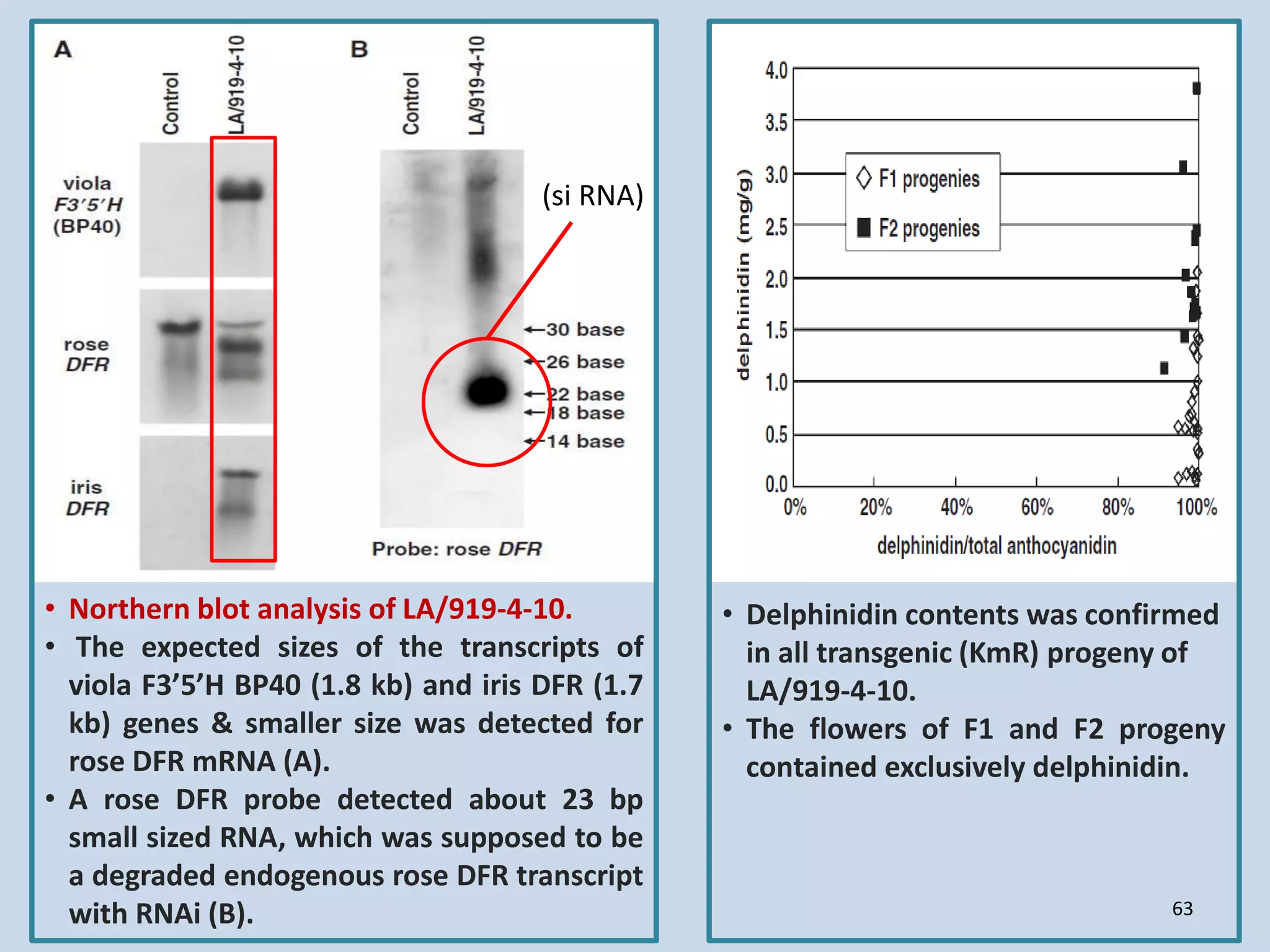 • Northern blot analysis of LA/919-4-10.
• The expected sizes of the transcripts of
viola F3’5’H BP40 (1.8 kb) and iris DFR (1.7
kb) genes & smaller size was detected for
rose DFR mRNA (A).
• A rose DFR probe detected about 23 bp
small sized RNA, which was supposed to be
a degraded endogenous rose DFR transcript
with RNAi (B).
• Delphinidin contents was confirmed
in all transgenic (KmR) progeny of
LA/919-4-10.
• The flowers of F1 and F2 progeny
contained exclusively delphinidin.
63
(si RNA)
 
