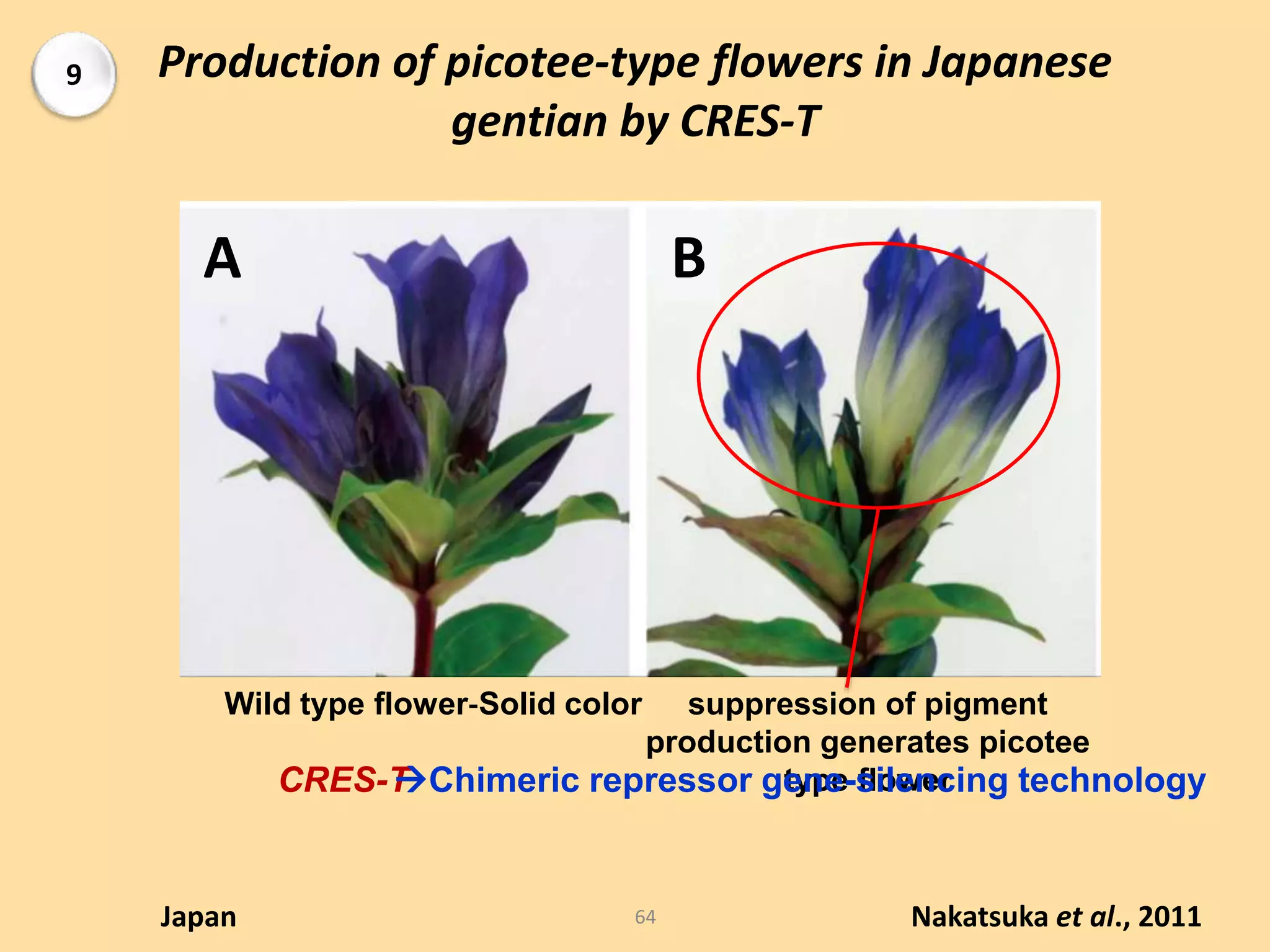 Production of picotee-type flowers in Japanese
gentian by CRES-T
A B
Wild type flower‐Solid color suppression of pigment
production generates picotee
type flower
Nakatsuka et al., 2011Japan
CRES-TChimeric repressor gene-silencing technology
9
64
 